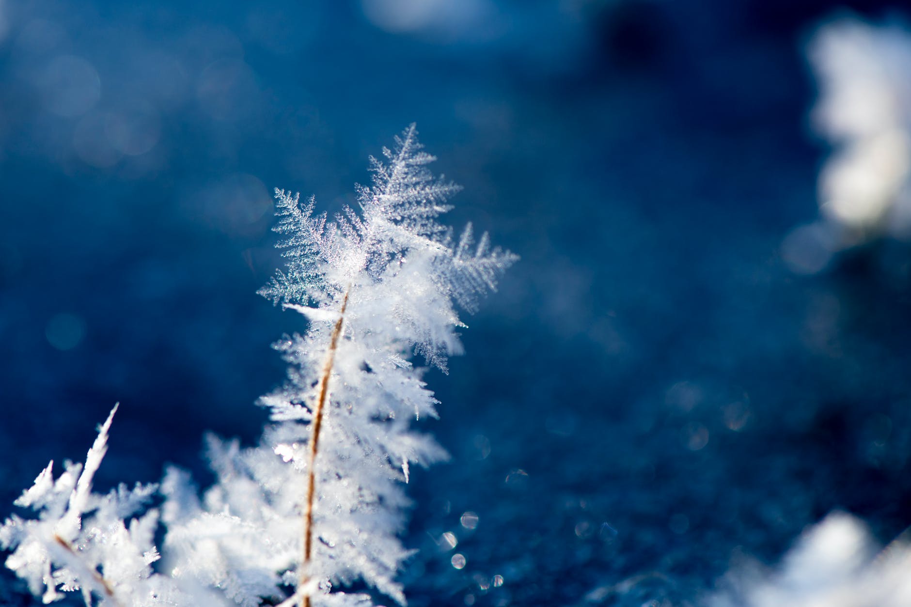 macro photography of snowflakes